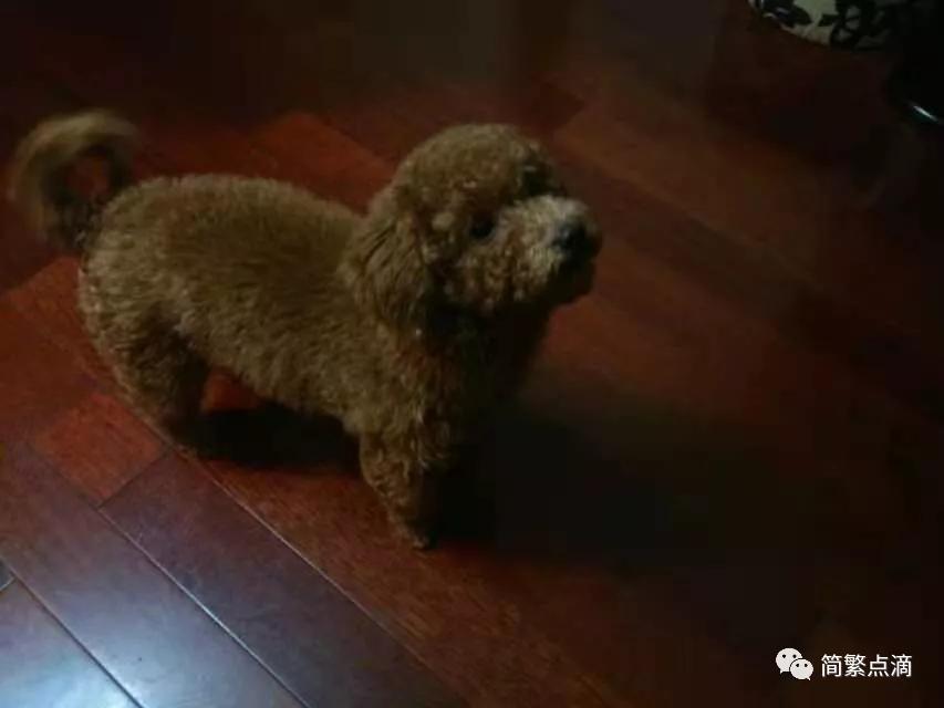 我想我家的哈里了