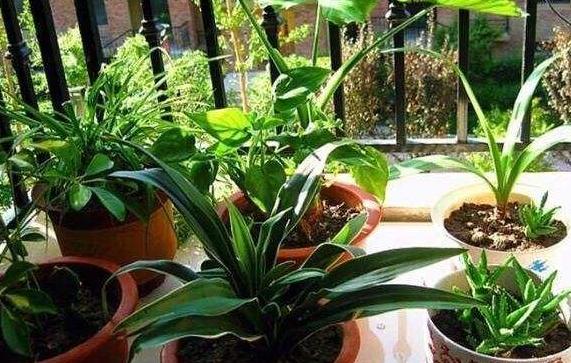 发霉的玉米面做肥料,发霉的玉米面能沤肥吗