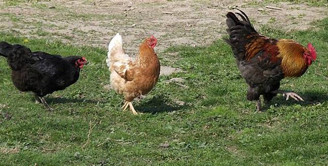 鸡最好养的方法,鸡要怎么养才不臭