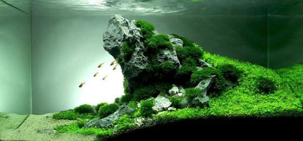 鱼缸藻类有什么用,鱼缸藻类有哪些