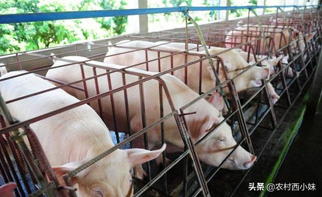 猪高烧不退是啥病打什么药,猪持续高烧不退怎么办