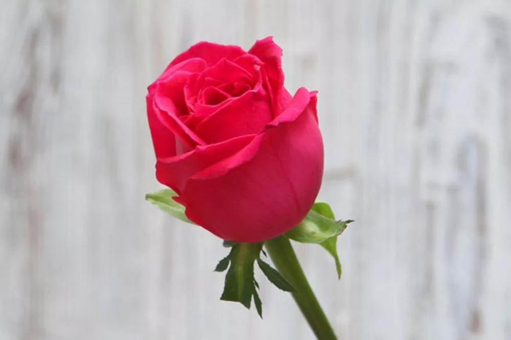 花店常用玫瑰花品种大全,一篇文章带你认识三亚40种花