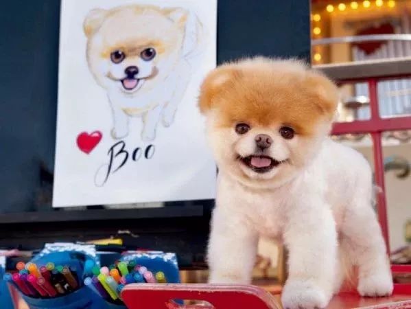 狗狗干细胞治疗价格,干细胞治疗狗瘫痪