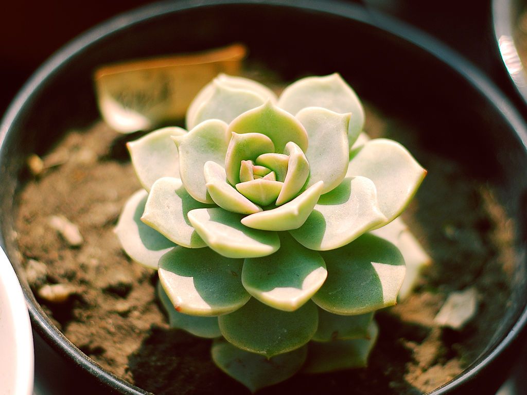 白牡丹怎么种植和管理,白牡丹养殖