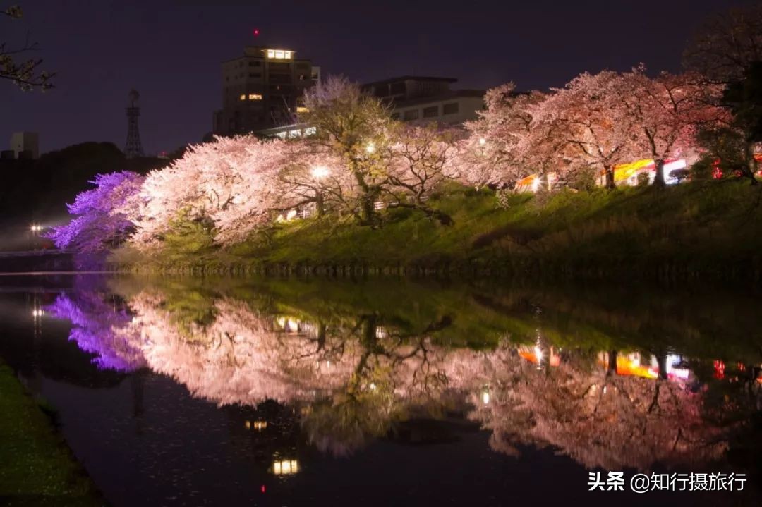 日本樱花季是八月几号,2020年日本樱花花期表