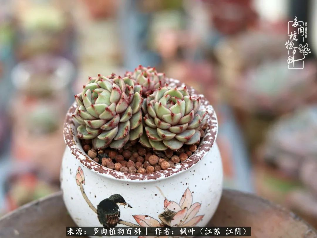 春有约,花不误,多肉与春天有个约会