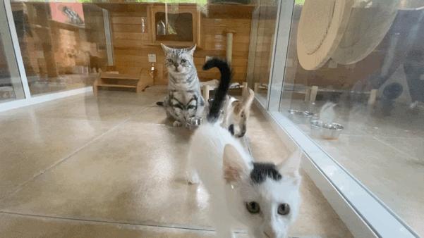 团宠猫咪的性格,小猫有多抗打