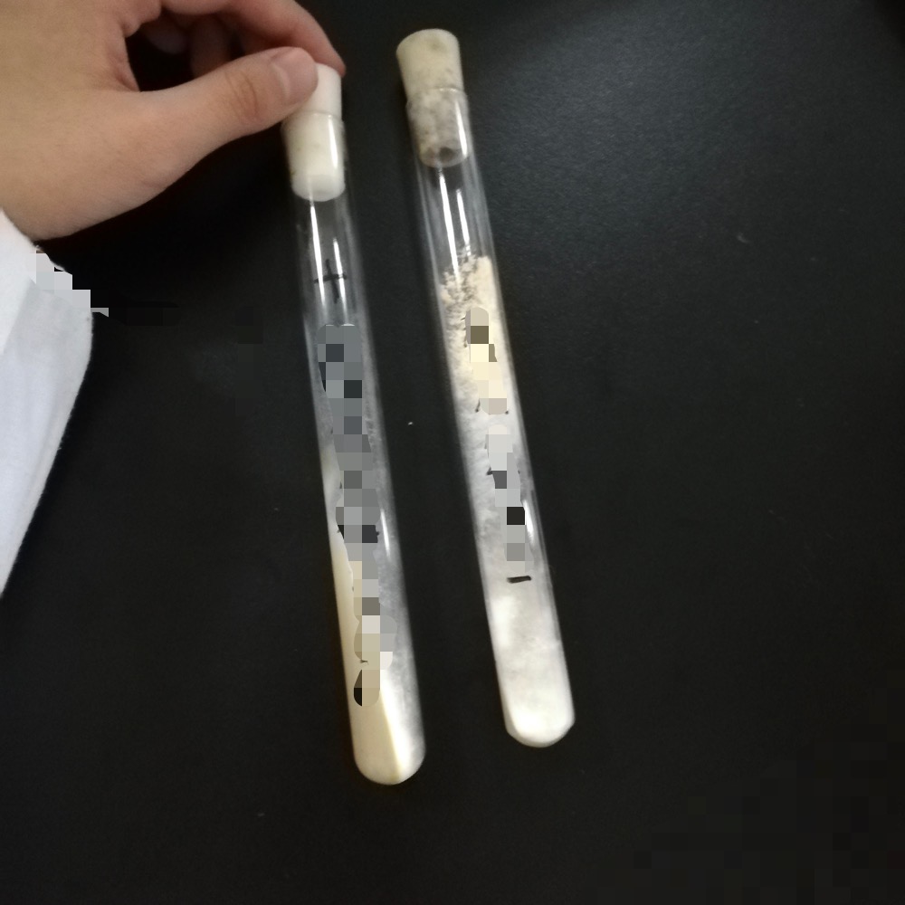 玉米上的黄曲霉菌图片,玉米孢霉菌