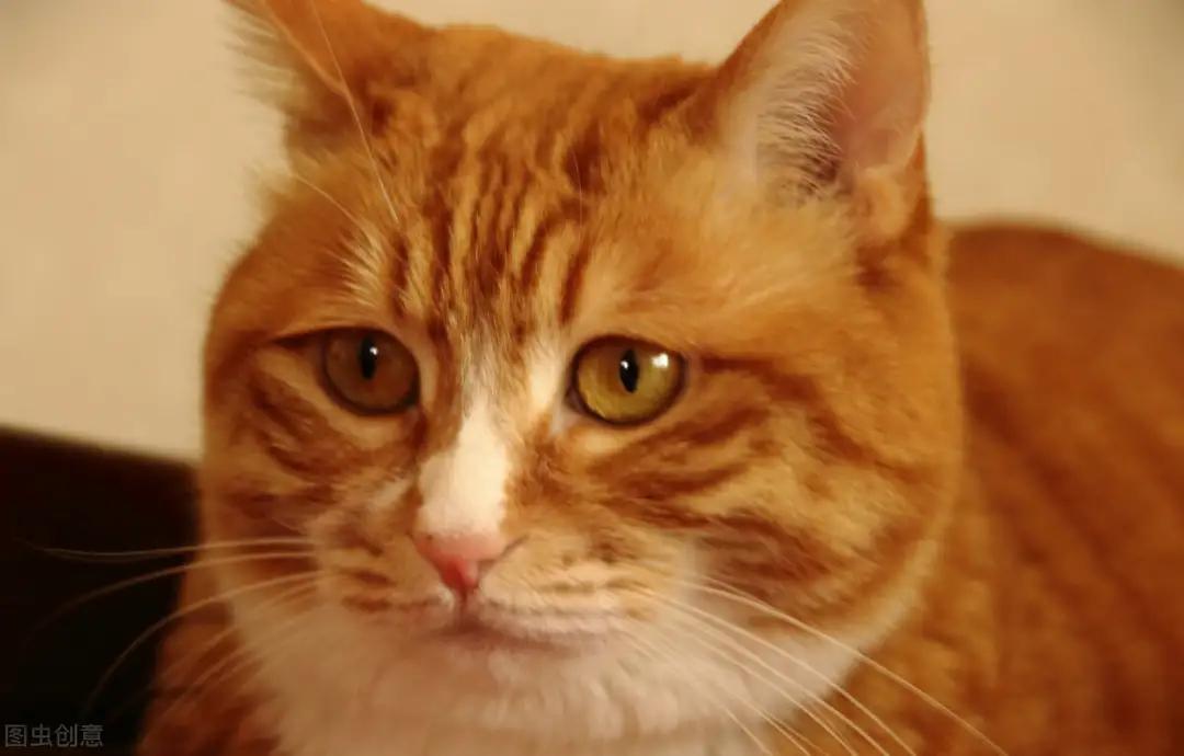 外国人把中国田园猫当成宝,中华田园猫在外国人眼里是什么