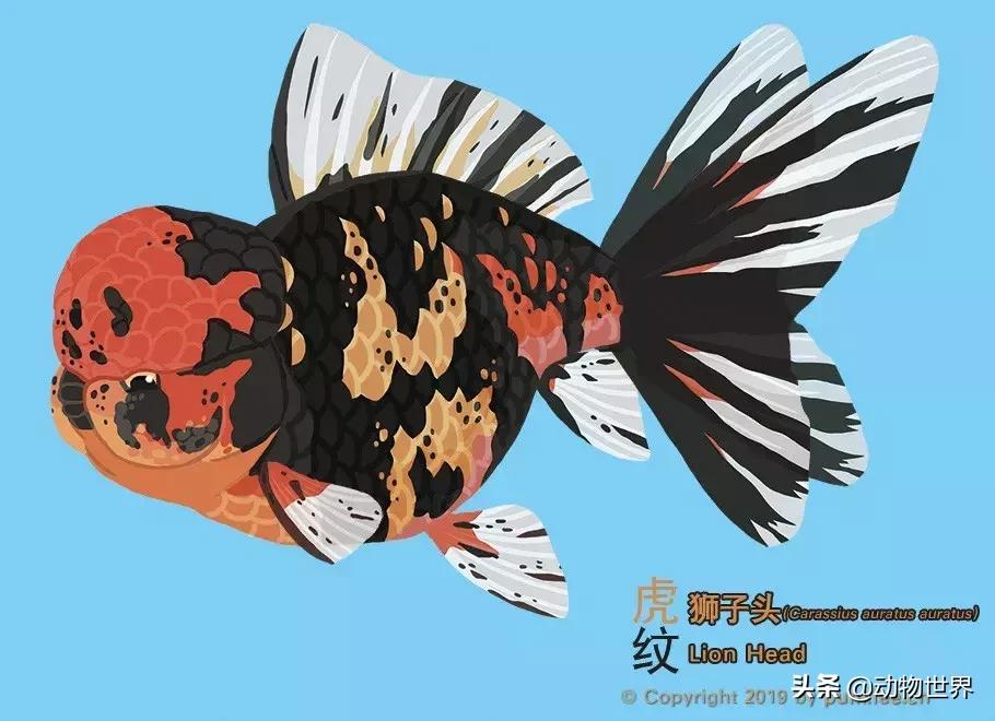 狮子金鱼品种,红头狮子金鱼