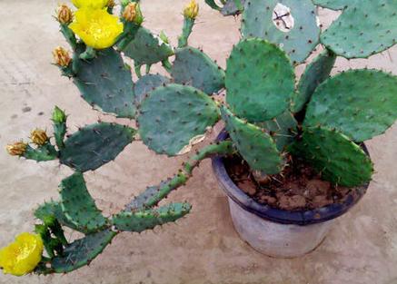 花草黄叶烂根怎么回事,养花草35年也不积水烂根黄叶