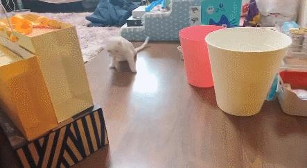 北京小公主靠吸猫血成百万大V,直播整容、大照骗、2年养死3只猫