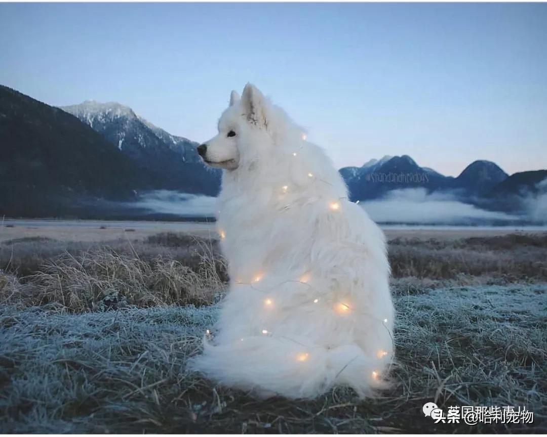 要狗看门？千万别选萨摩耶！这货除了笑不会干别的了