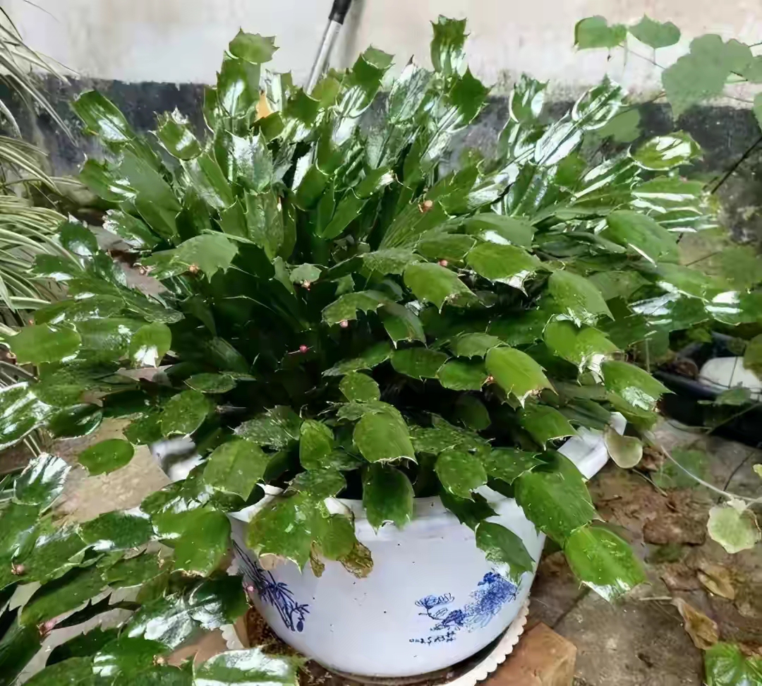 22种花耐旱耐热,天冷种花要注意什么