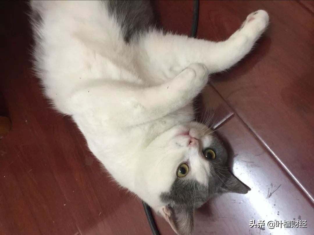 万科集团和保利,保利和万科的现状