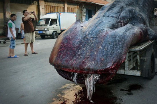 现存最大的鲨鱼有多大,鲨鱼到底最多有几个头