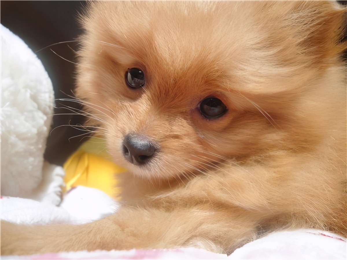 狗狗不能吃的5种健康蔬菜要谨慎,盘点狗狗不能吃的几大水果