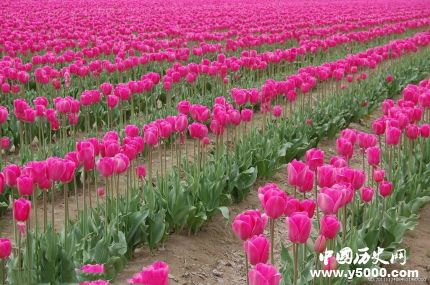 郁金香的花语是祝福,紫色郁金香和粉色郁金香的花语