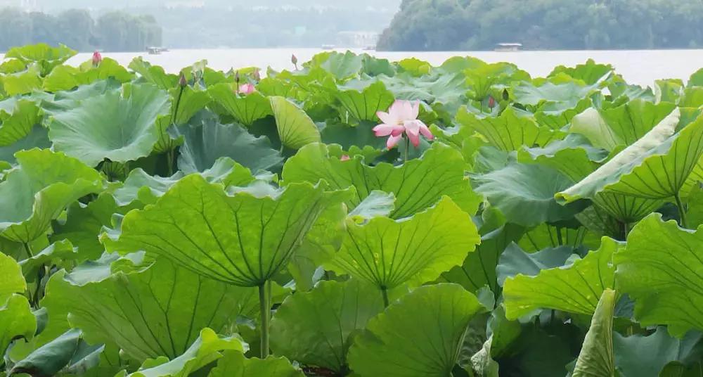 第一次来苏杭旅游必看本地人建议,新手玩游戏的必看