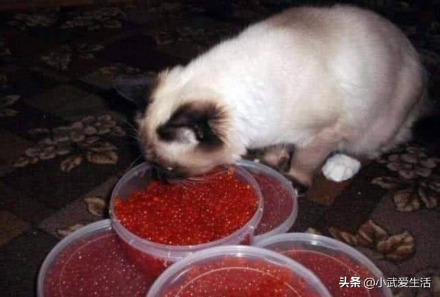 最便宜又好吃的鱼子酱,当地最出名的就是各种鱼子酱