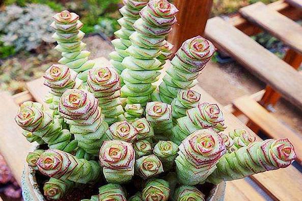 秋天怎么养钱串？4点养护小常识，助你收获满盆小铜钱