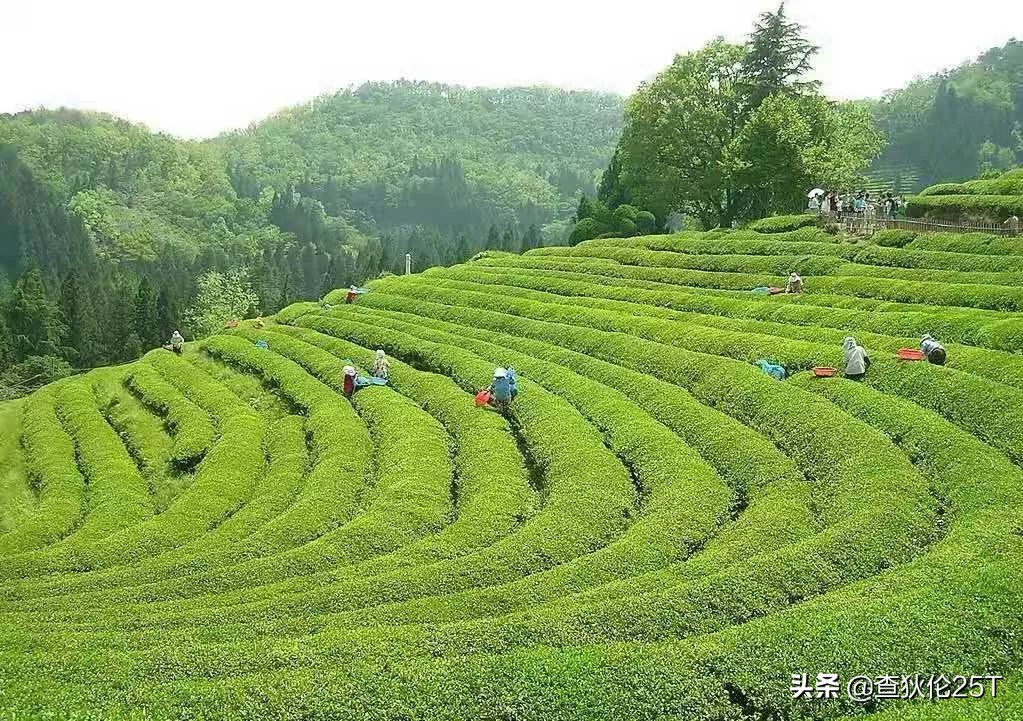 斯里兰卡努沃埃利耶小镇,斯里兰卡努沃勒埃利耶茶厂