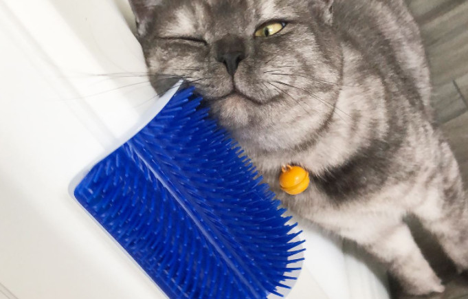 辟谣，猫咪蹭人并非仅为撒娇，另有四点身体不适情况需铲屎官深思