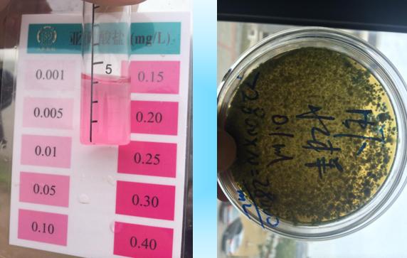 工厂化养殖对虾偷死原因,对虾养殖失败经历