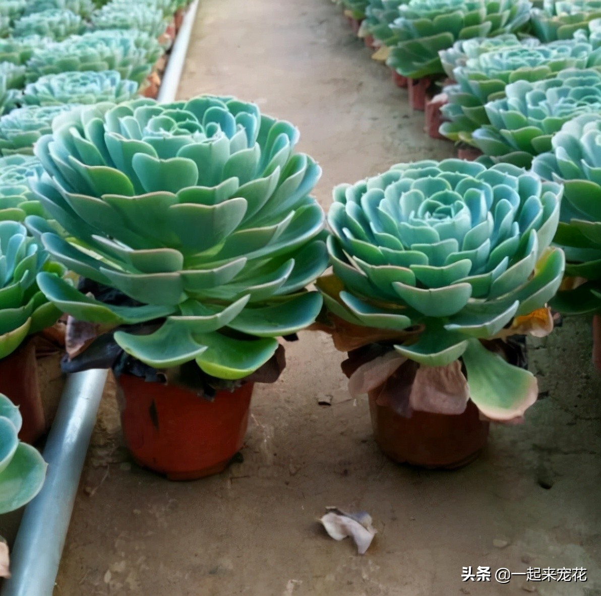 多肉玉蝶可以长多大,多肉玉蝶怕晒吗