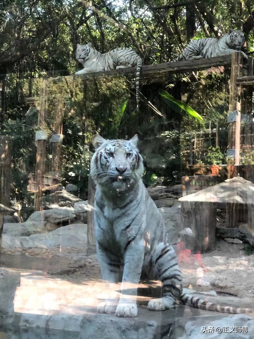 长隆动物园的动物,广州的长隆野生动物园有哪些动物