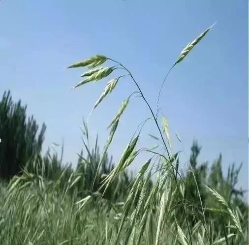 麦田里节节麦怎样根除,节节麦野燕麦雀麦图片