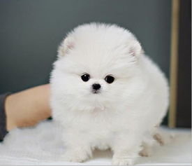 博美没有奶怎么办,博美多大换牙齿能帮它拔掉吗