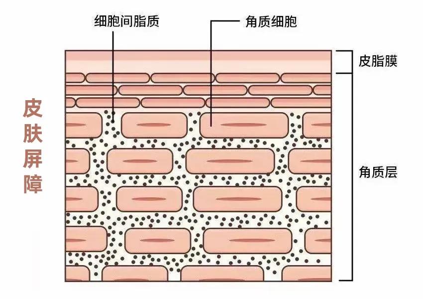 瑞迪福森净水器,超滤净水器种草