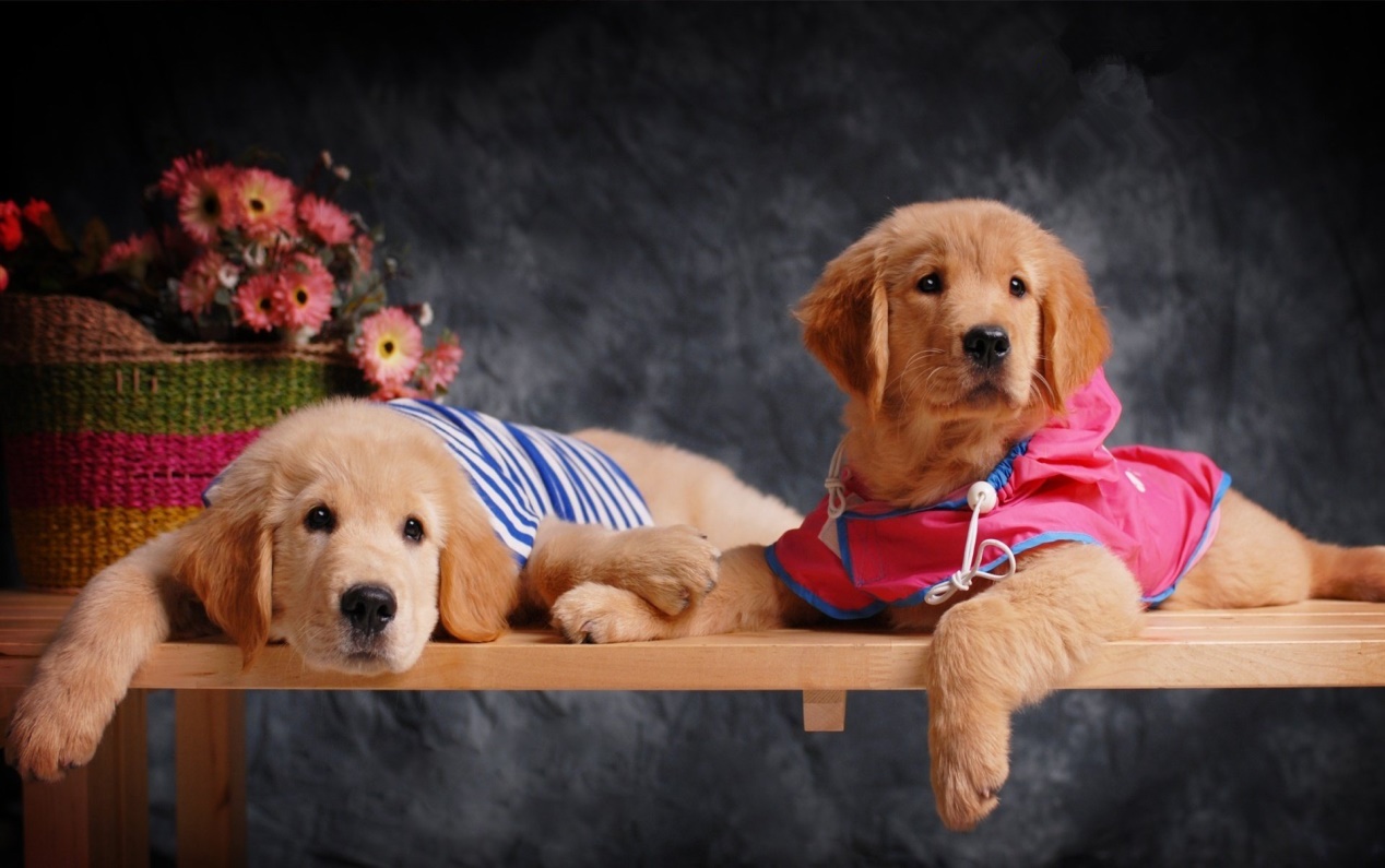 小金毛养狗知识,小金毛喂养的正确方法