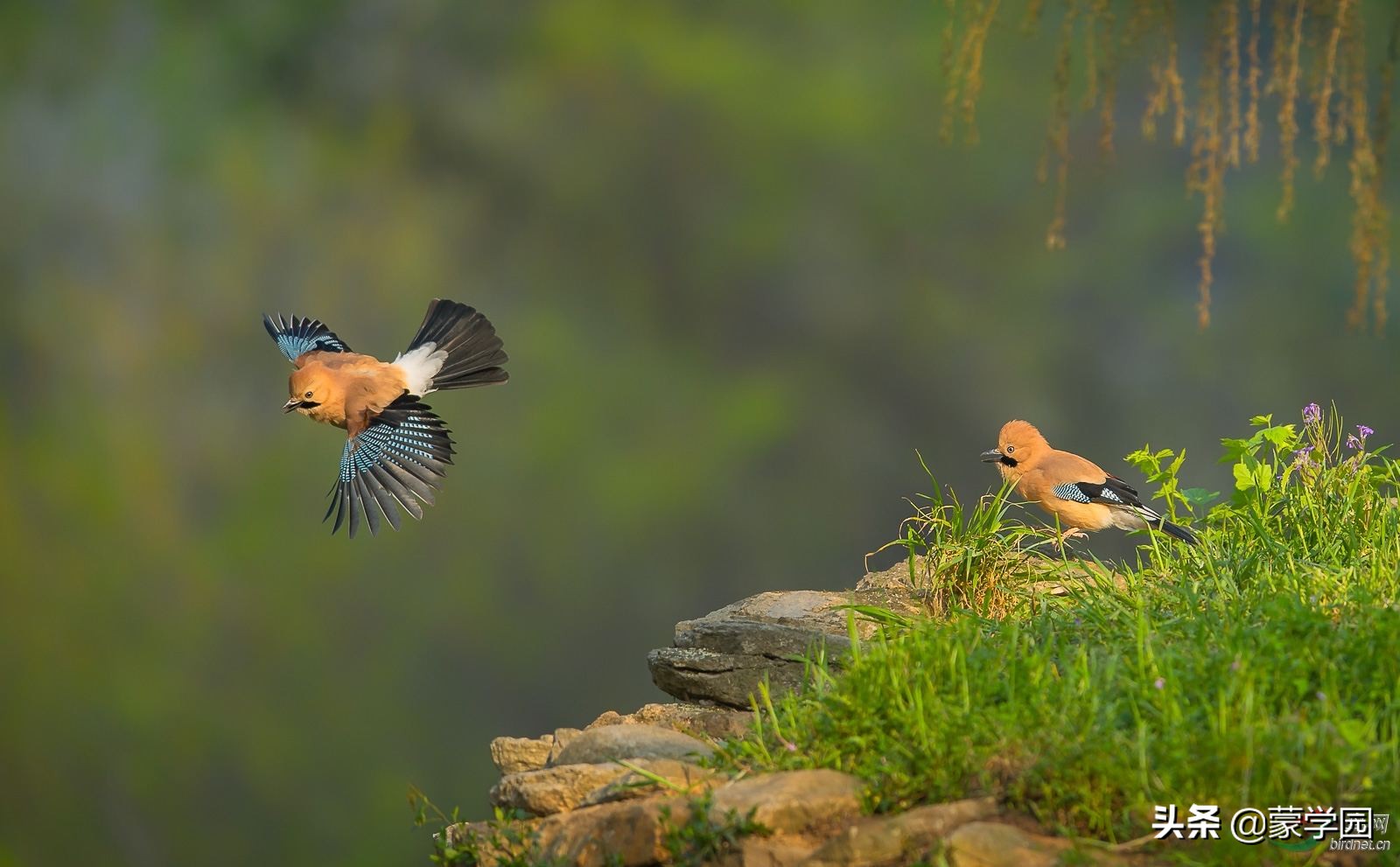 形容武夷山风景优美的成语,形容有山有水风景秀丽的成语