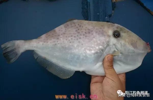 中国本土最便宜的鱼10种,哪些鱼档次又高又便宜