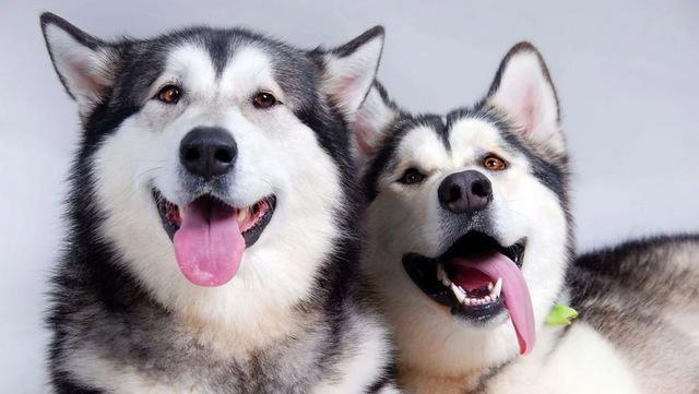 全球最可爱动物排行榜大熊猫,大熊猫是世界上最受欢迎的动物吗