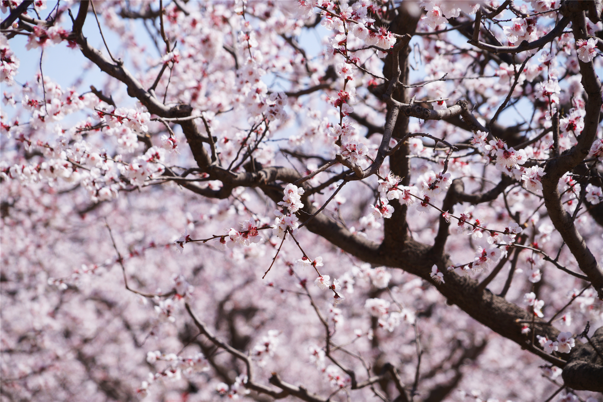 河北这座文旅小城值得一去,河北的一座小县城