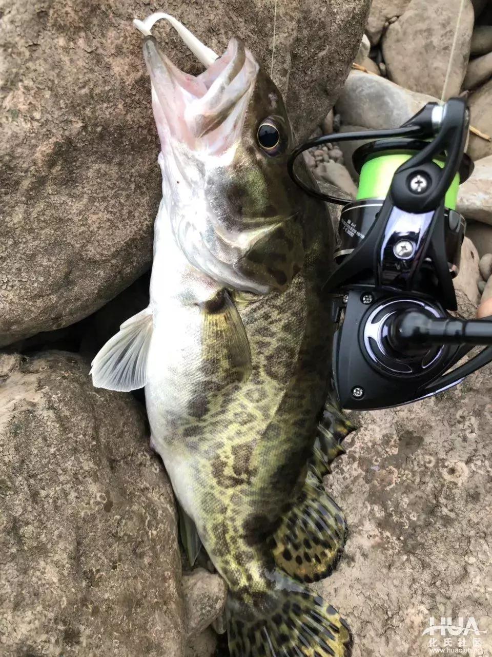 空钩钓上来鱼有什么寓意,路亚空钩上鱼