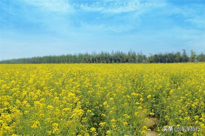 中国最美油菜花海汉中,中国最美油菜花海排名