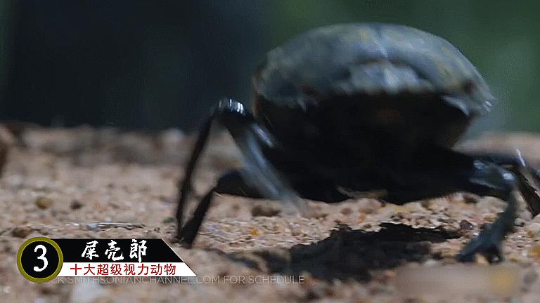 十大超级视觉动物,十二生肖视力很差的动物