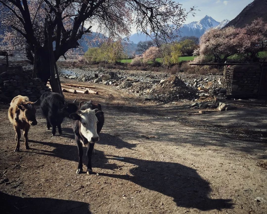 有一种风情叫江南烟雨,波密塞外江南