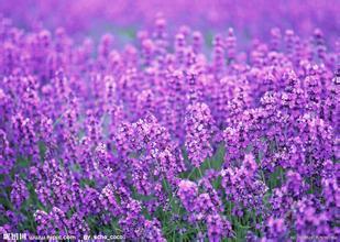 大面积衣草种植时间和方法图片,衣草的种植方法步骤图片简介