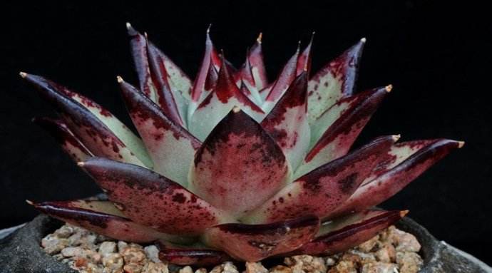 景天科拟石多肉植物,拟石莲属多肉很多人入门养的