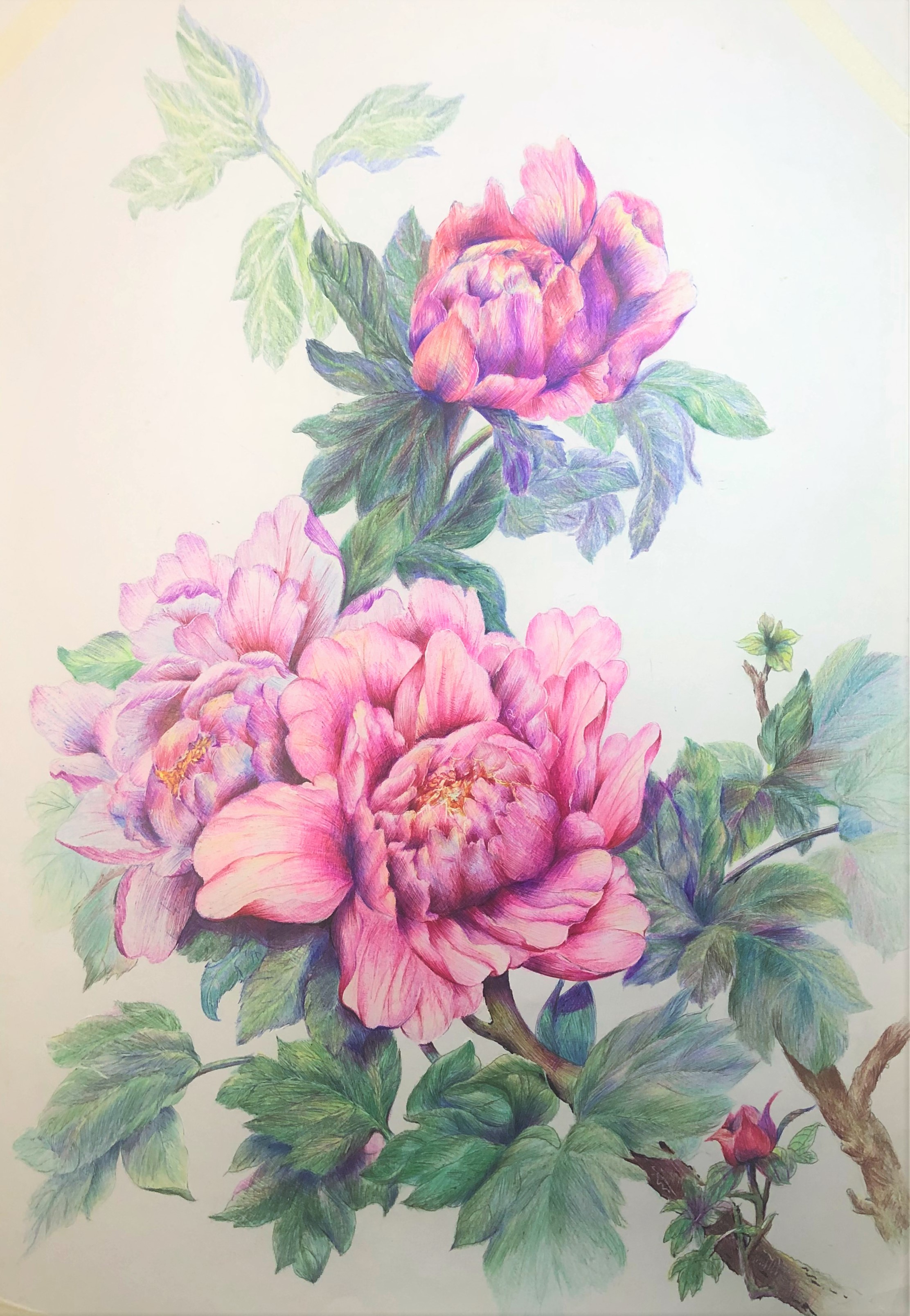 圆珠笔画牡丹教学,圆珠笔画牡丹的画法