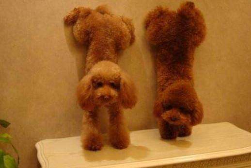 新手养泰迪犬要注意些什么,新手怎么饲养泰迪犬