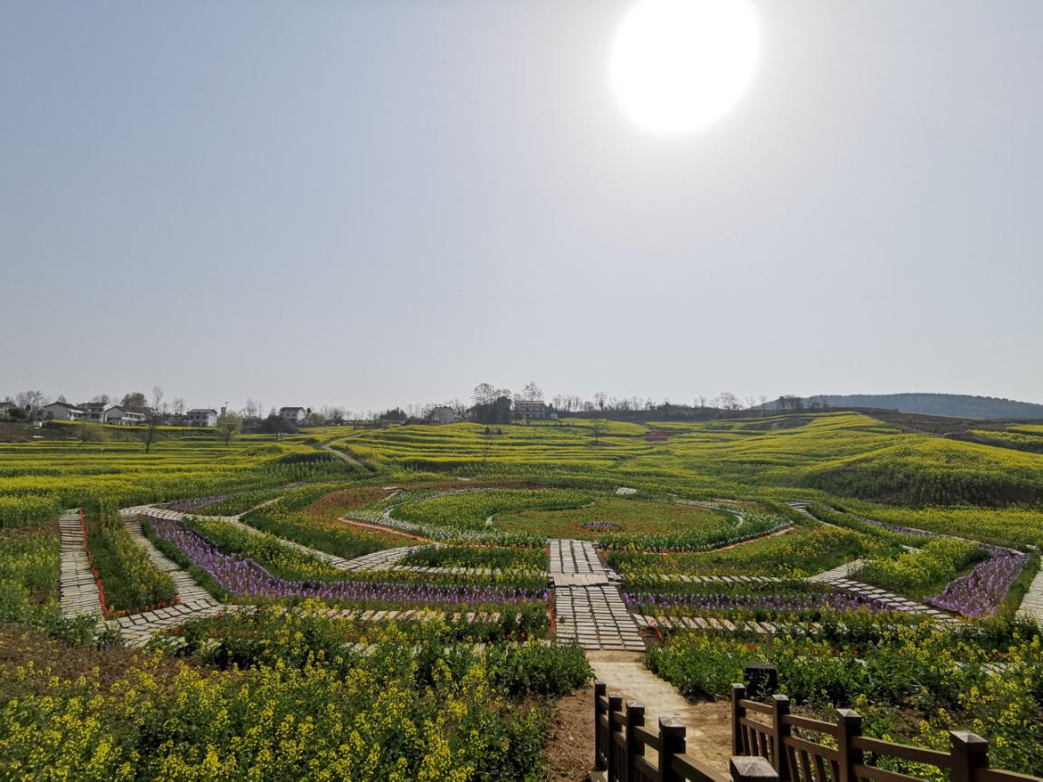田凤坪油菜花海打卡地,四大最美油菜花海