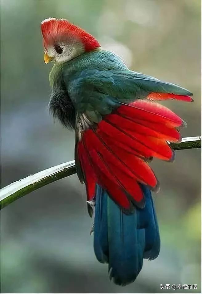 鸟类选美赛,最新鸟类选美大赛