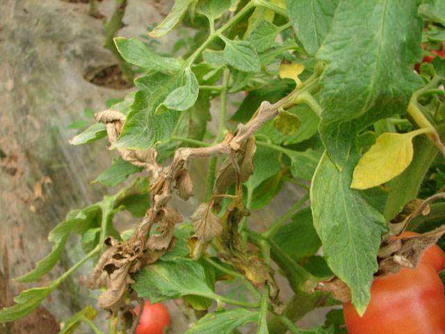 大棚蔬菜技术人员工资,大棚里10万年薪的技术员