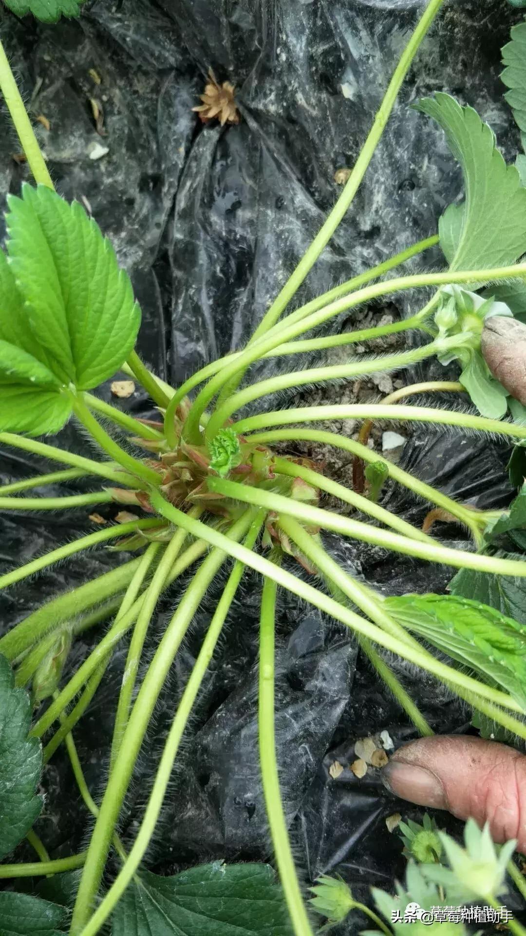 草莓什么时候摘叶最合适,草莓摘叶怎么管理